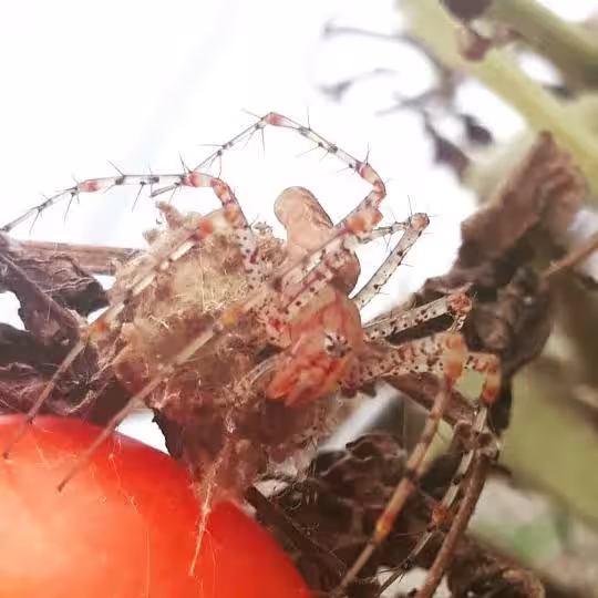 SpiderGirlDowntown - Photo 5